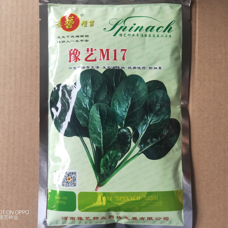 精品杂交菠菜种子豫艺M17菠菜种子豫艺种业厂家直销