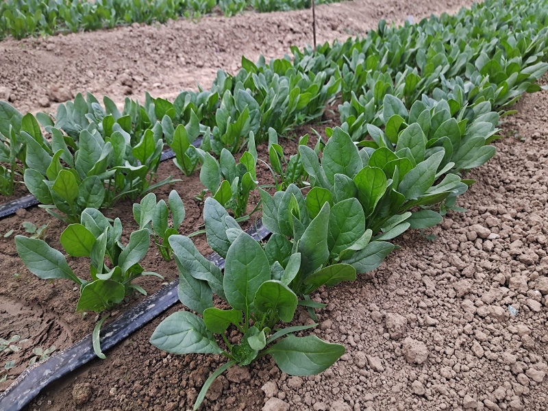 精品杂交菠菜种子豫艺M17菠菜种子豫艺种业厂家直销