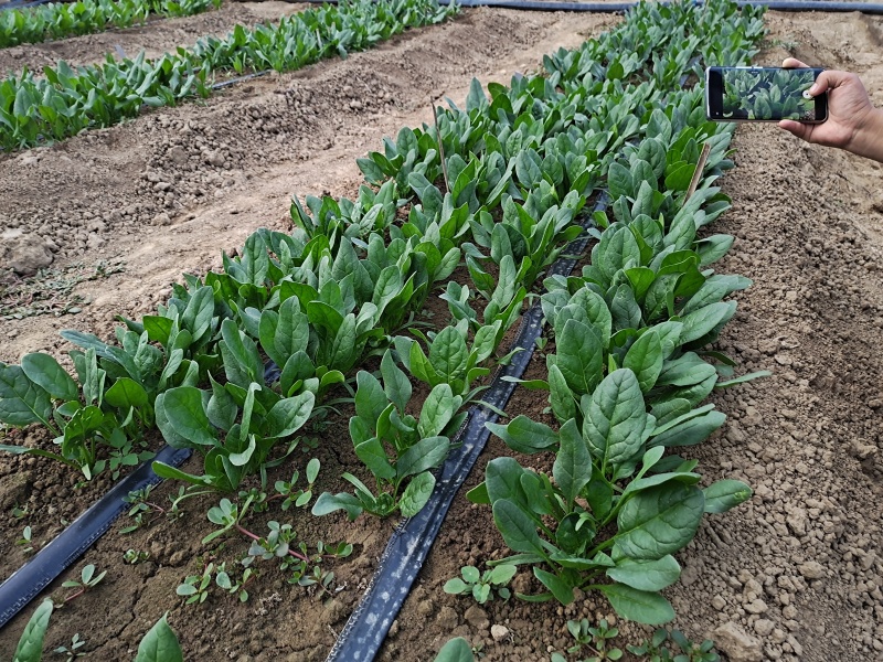精品杂交菠菜种子豫艺M17菠菜种子豫艺种业厂家直销