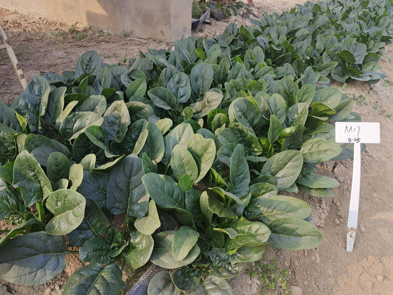 精品杂交菠菜种子豫艺M17菠菜种子豫艺种业厂家直销