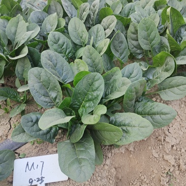 精品杂交菠菜种子豫艺M17菠菜种子豫艺种业厂家直销