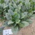 精品杂交菠菜种子豫艺M17菠菜种子豫艺种业厂家直销