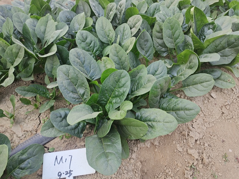 精品杂交菠菜种子豫艺M17菠菜种子豫艺种业厂家直销