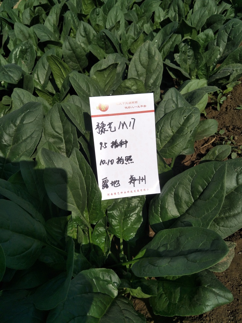 精品杂交菠菜种子豫艺M17菠菜种子豫艺种业厂家直销