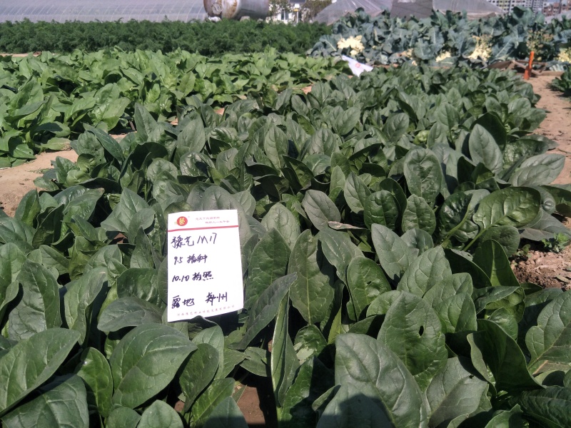 精品杂交菠菜种子豫艺M17菠菜种子豫艺种业厂家直销