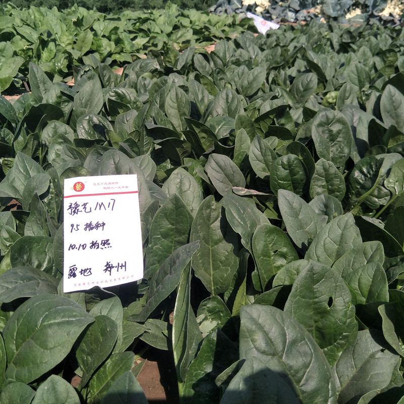 精品杂交菠菜种子豫艺M17菠菜种子豫艺种业厂家直销