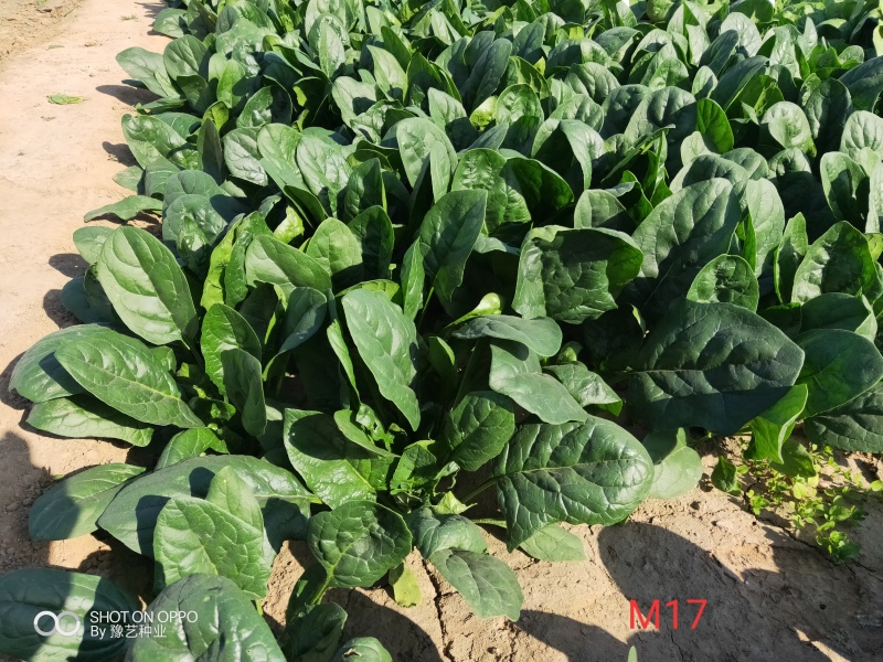 精品杂交菠菜种子豫艺M17菠菜种子豫艺种业厂家直销