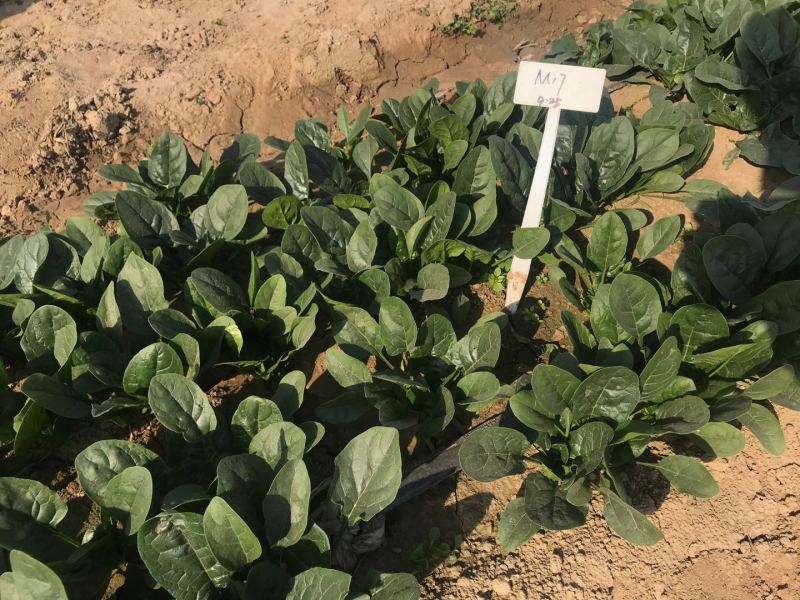 精品杂交菠菜种子豫艺M17菠菜种子豫艺种业厂家直销