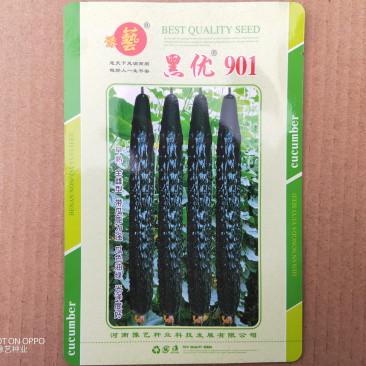 黑亮黄瓜种子黑优901油亮绿肉豫艺种业厂家直销