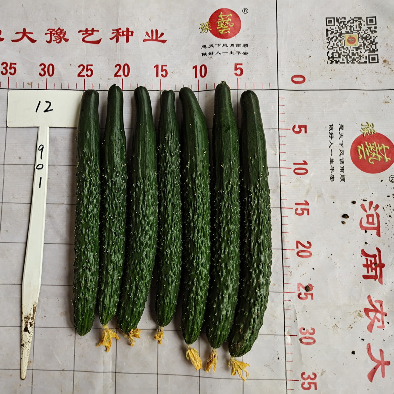 黑亮黄瓜种子黑优901油亮绿肉豫艺种业厂家直销