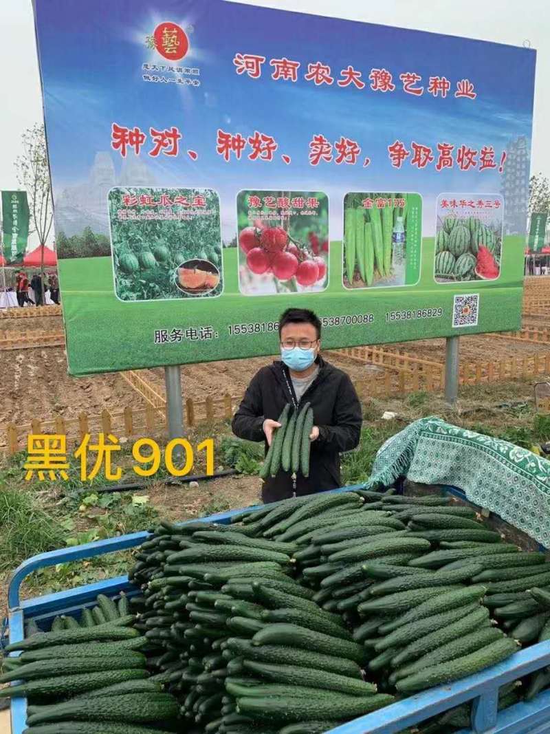 黑亮黄瓜种子黑优901油亮绿肉豫艺种业厂家直销