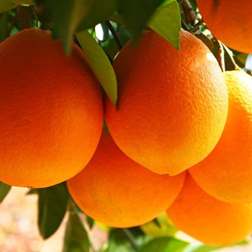 精选湖北纽荷尔脐橙，产地直发糖度高，大量低价发货