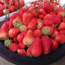 【优选】草莓新鲜上市产地直发量大质优酸甜可口欢迎考察