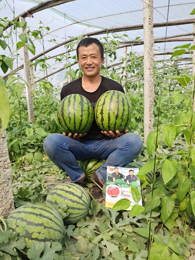 精品大果甜王西瓜种子条带细短椭圆型豫艺种业厂家直销