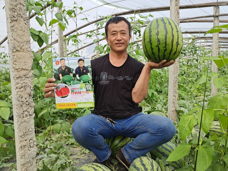 精品大果甜王西瓜种子条带细短椭圆型豫艺种业厂家直销