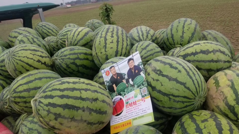 精品大果甜王西瓜种子条带细短椭圆型豫艺种业厂家直销