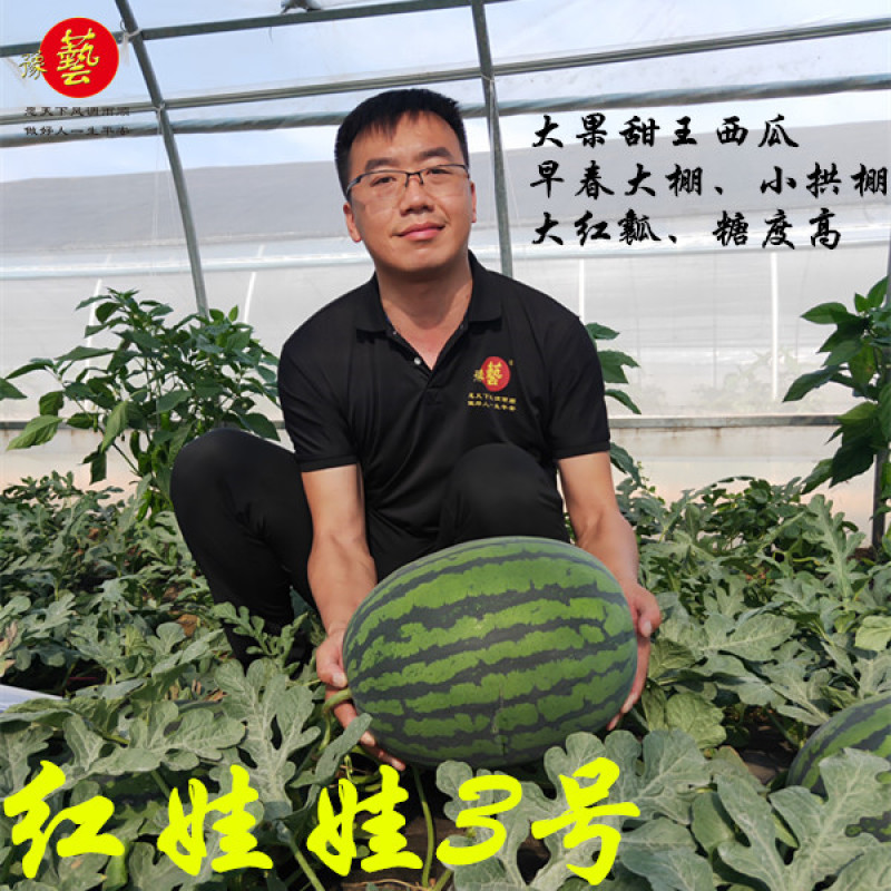 精品大果甜王西瓜种子条带细短椭圆型豫艺种业厂家直销