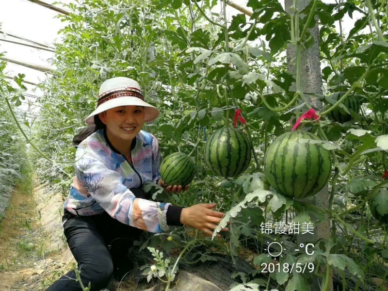 正圆黄瓤西瓜种子精品小西瓜种子豫艺种业厂家直销