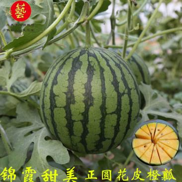 正圆黄瓤西瓜种子精品小西瓜种子豫艺种业厂家直销