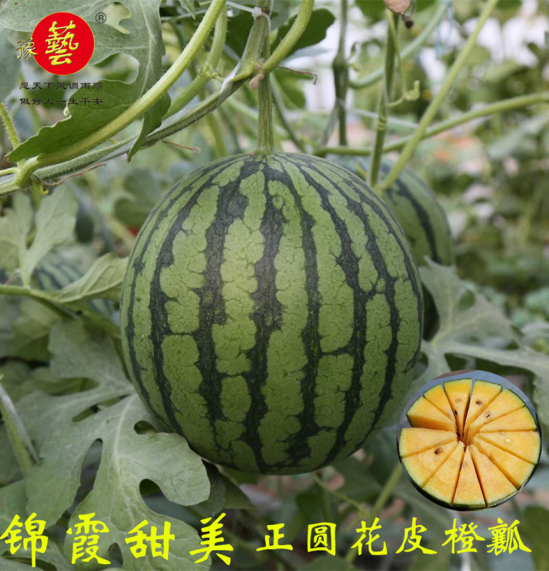 正圆黄瓤西瓜种子精品小西瓜种子豫艺种业厂家直销