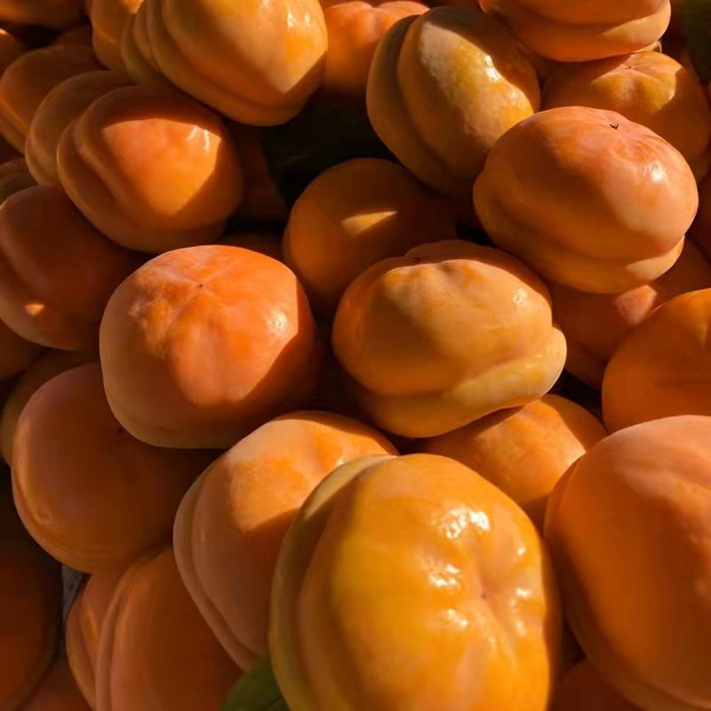 【精品】磨盘柿，正宗狼牙山磨盘柿，货量充足，质量保证