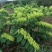 湘蕾5号金银花苗基地直发质量保障现挖现发一手货源【顺丰包邮】