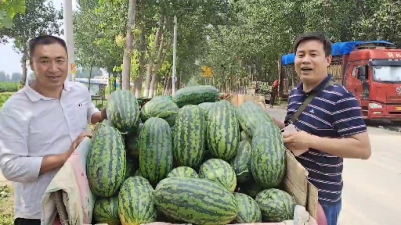 椭圆花皮红瓤西瓜种子绿裳类型K151豫艺种业厂家直销