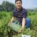 椭圆花皮红瓤西瓜种子绿裳类型K151豫艺种业厂家直销