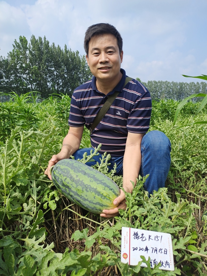 椭圆花皮红瓤西瓜种子绿裳类型K151豫艺种业厂家直销
