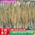 红参全须无糖足干，吉林长白山自产自发，包邮