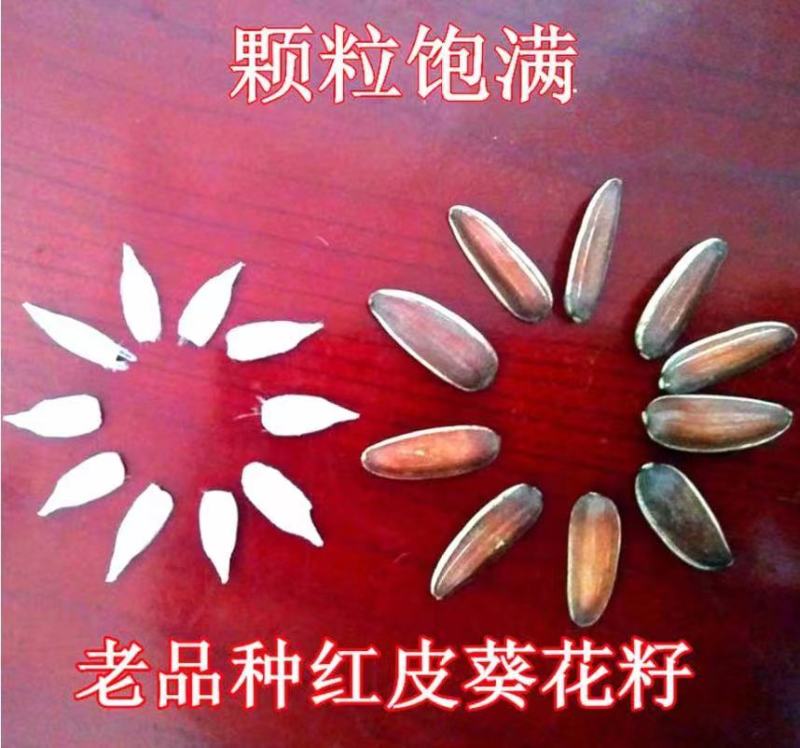 红皮瓜子种葵花子原味香脆糯甜红养生水果葵瓜子籽云南原生态