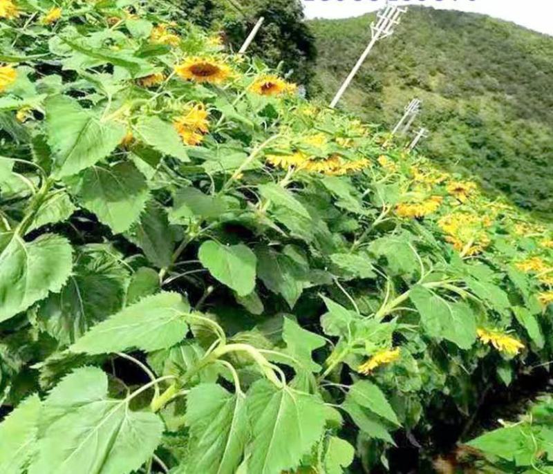 红皮瓜子种葵花子原味香脆糯甜红养生水果葵瓜子籽云南原生态