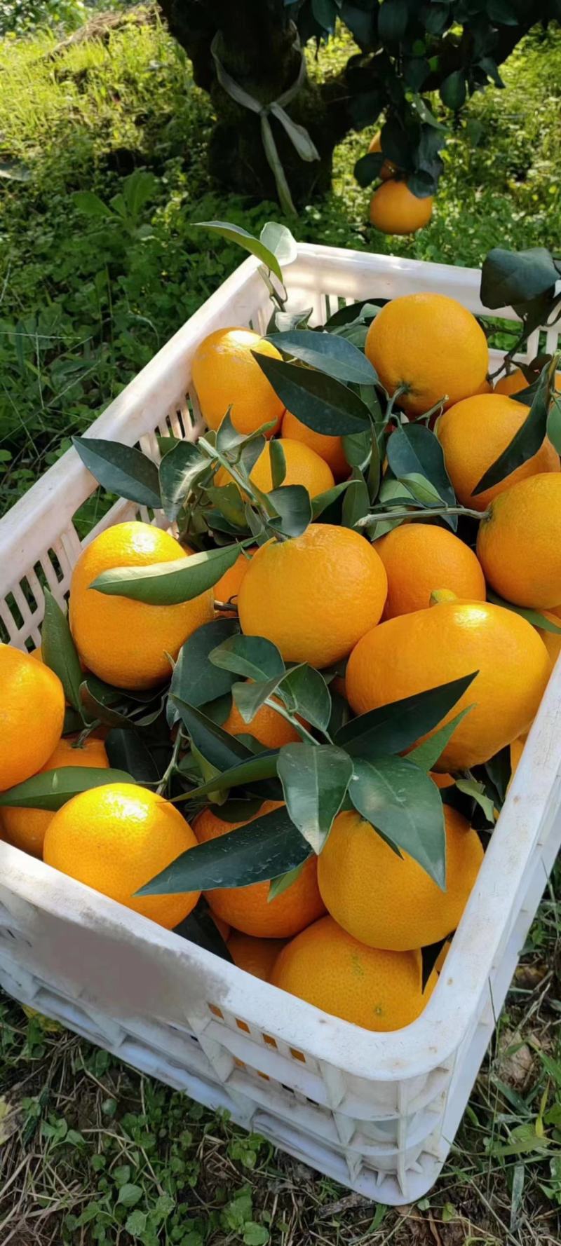 精品脐橙纯甜无酸皮薄多汁个头大农户直收支持视频看货