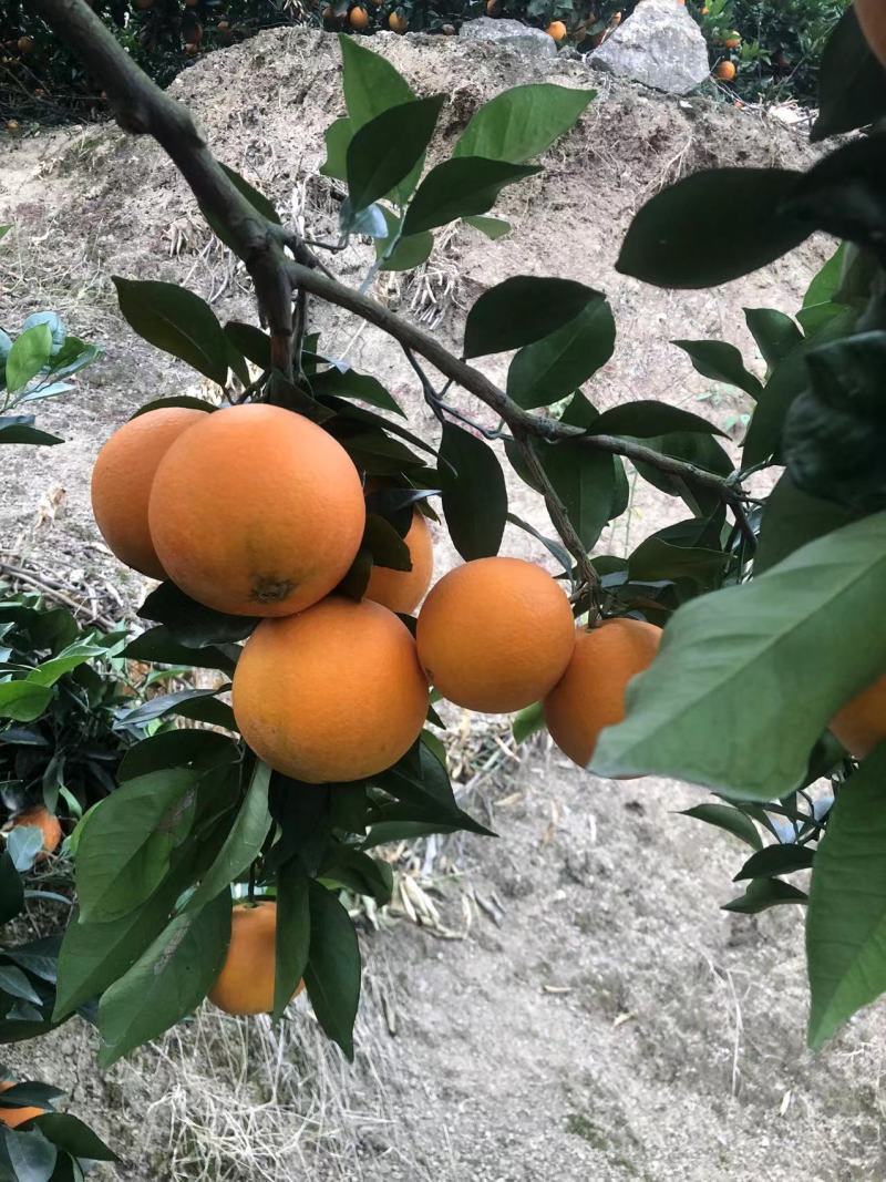 精品脐橙纯甜无酸皮薄多汁个头大农户直收支持视频看货