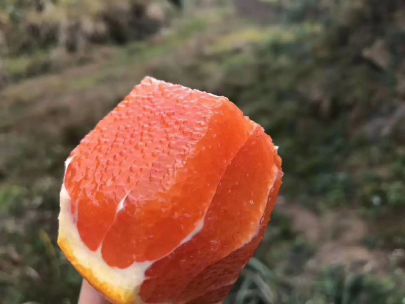 精品普橙，品相好，甜度高，欢迎各界客商咨询