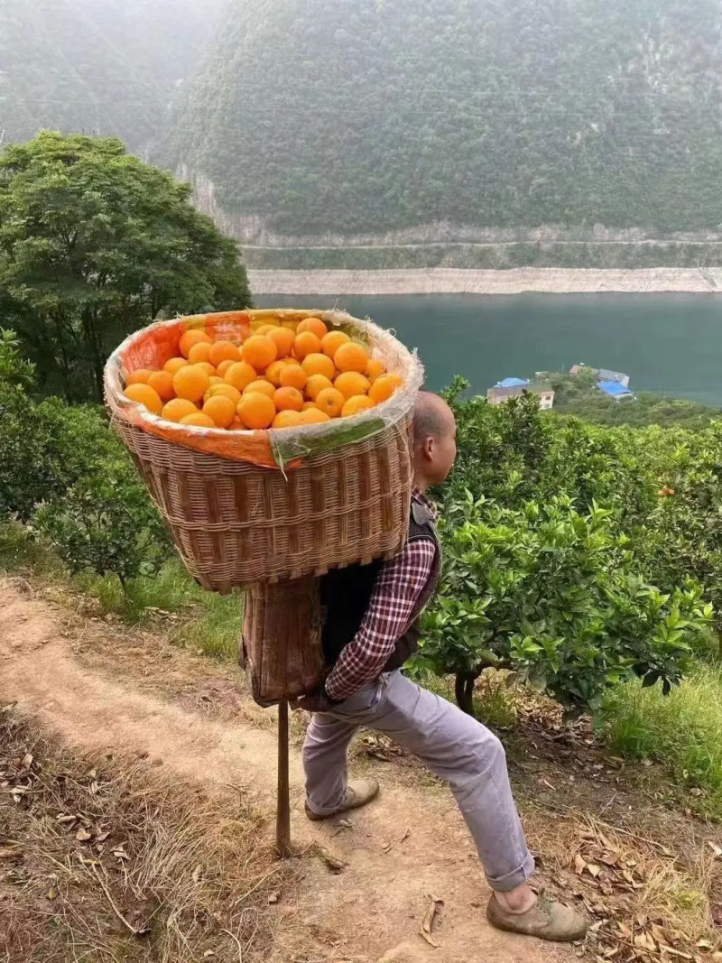 精品普橙，品相好，甜度高，欢迎各界客商咨询
