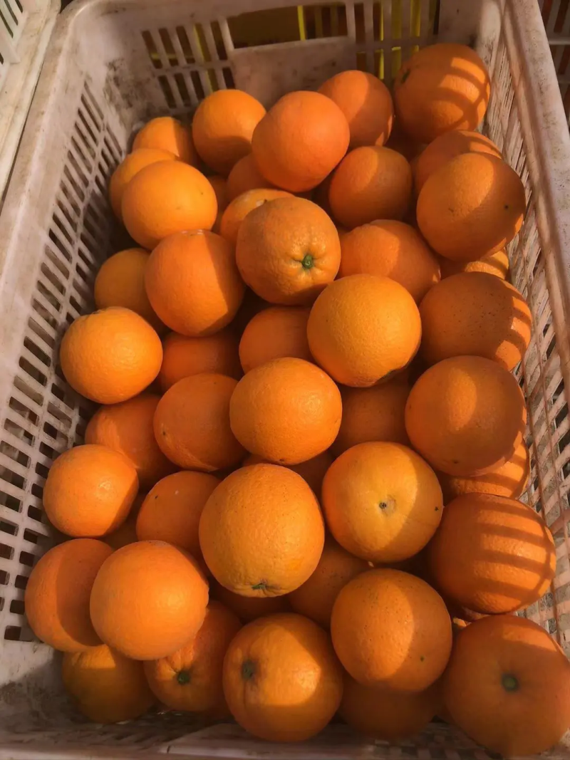 精品普橙，品相好，甜度高，欢迎各界客商咨询
