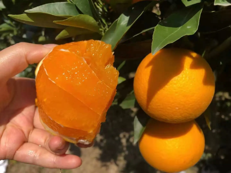 精品长虹脐橙，货源充足，口感细腻，果皮亮丽，需要的联系