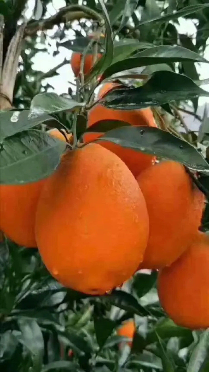 精品长虹脐橙，货源充足，口感细腻，果皮亮丽，需要的联系