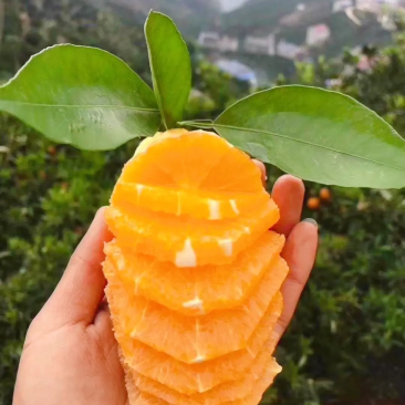精品九月红，货源充足，果园精心采摘精品果，欢迎下单咨询