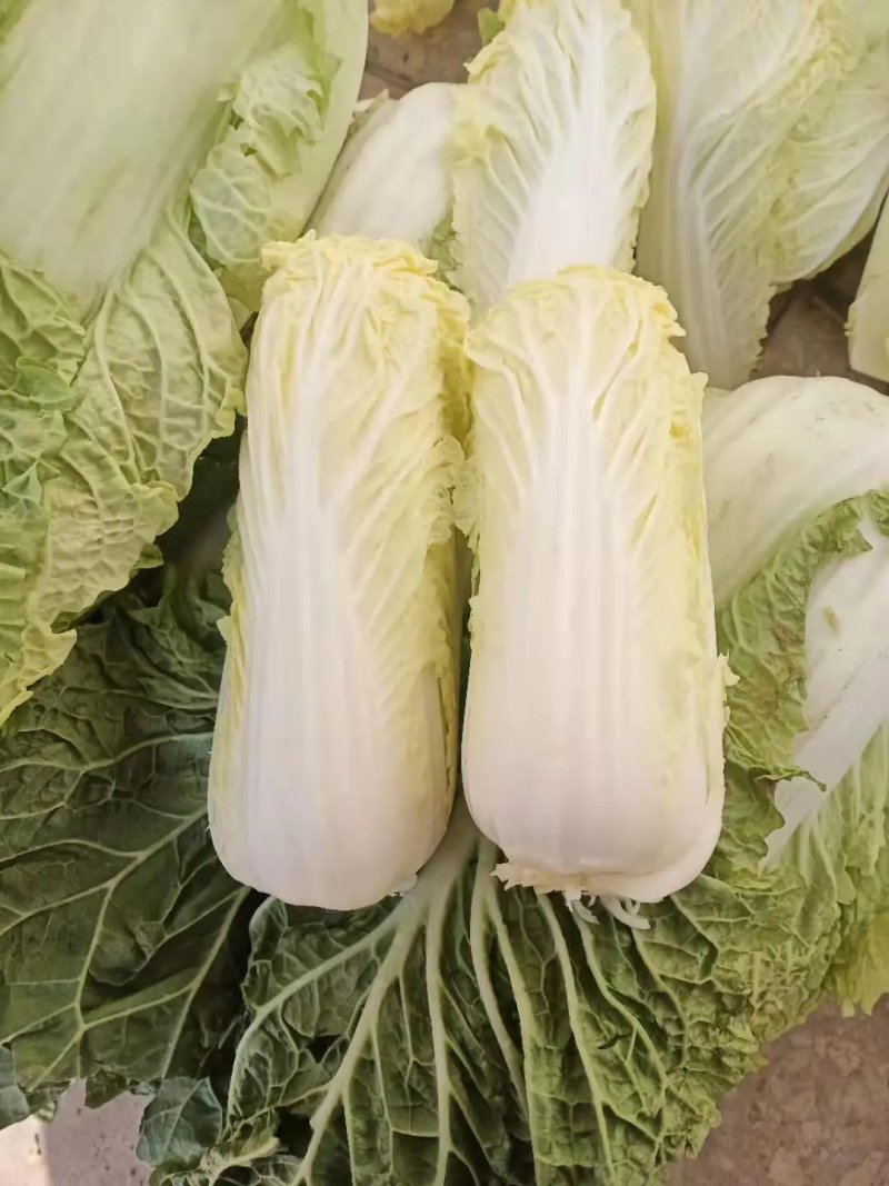 精品娃娃菜，精心采摘发货，产地直销，品质保证，欢迎咨询