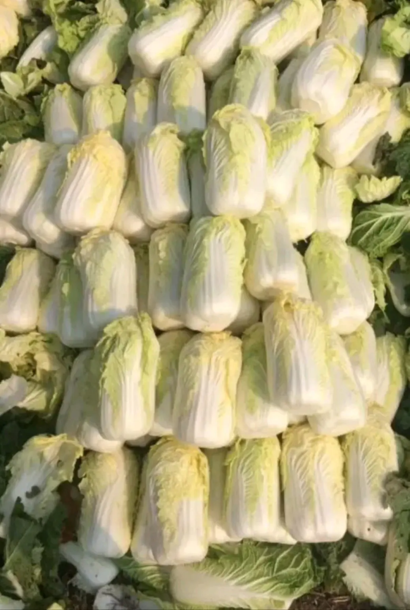 精品娃娃菜，精心采摘发货，产地直销，品质保证，欢迎咨询