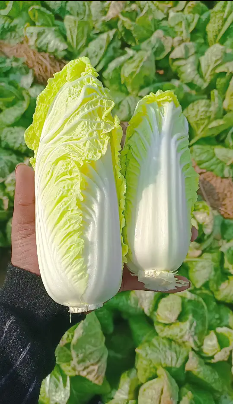 河南精品娃娃菜，菜农精选发货，品质保证，产地直销欢迎下单
