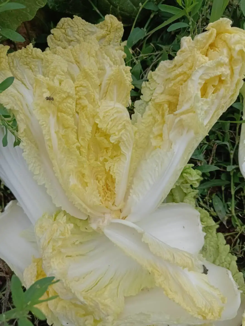 河南精品娃娃菜，菜农精选发货，品质保证，产地直销欢迎下单