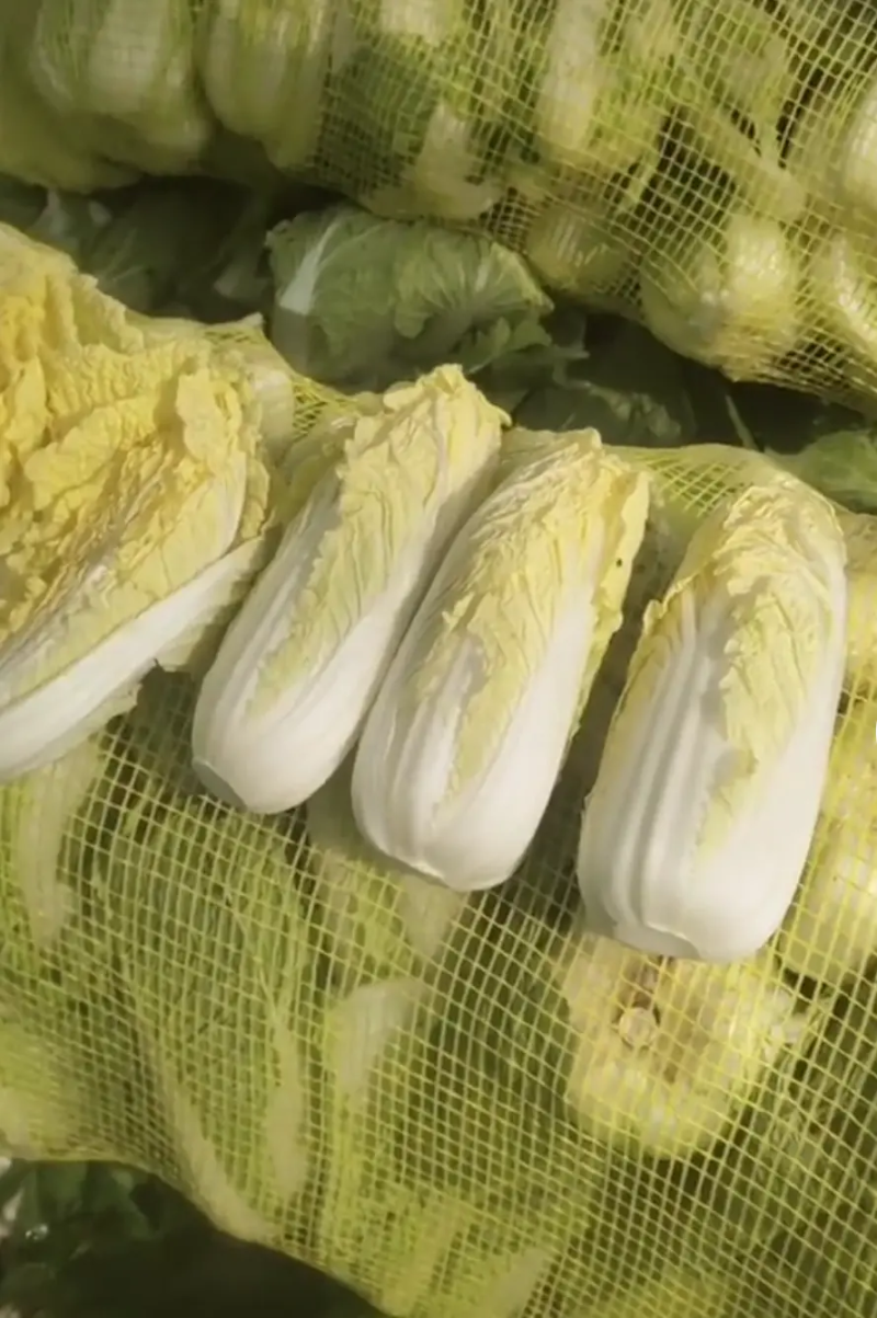 河南精品娃娃菜，菜农精选发货，品质保证，产地直销欢迎下单