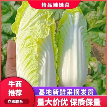 内黄精品果蔬娃娃菜，大颗娃娃菜小菜绿菜诚信经营