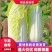 内黄精品果蔬娃娃菜，大颗娃娃菜小菜绿菜诚信经营