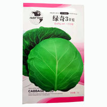 绿奇3甘蓝种子早熟品种春秋均可种植包包菜