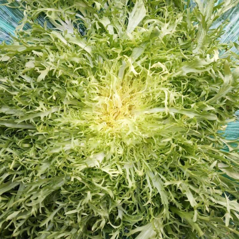 苦苣种子黄心野菜耐热耐寒特菜黄心锯齿状大棚露地种植抗寒