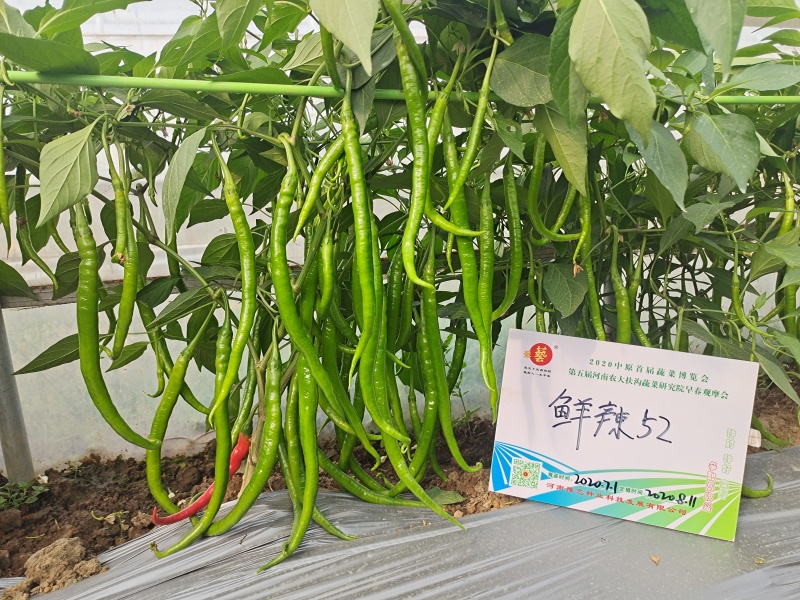 精品高端线椒种子果绿皮黄线豫艺种业厂家直销